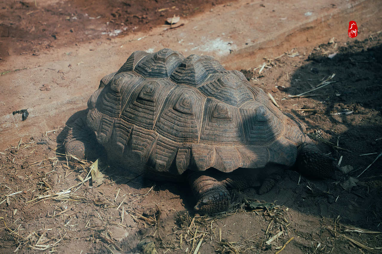 随手拍·广州动物园(水栖类)