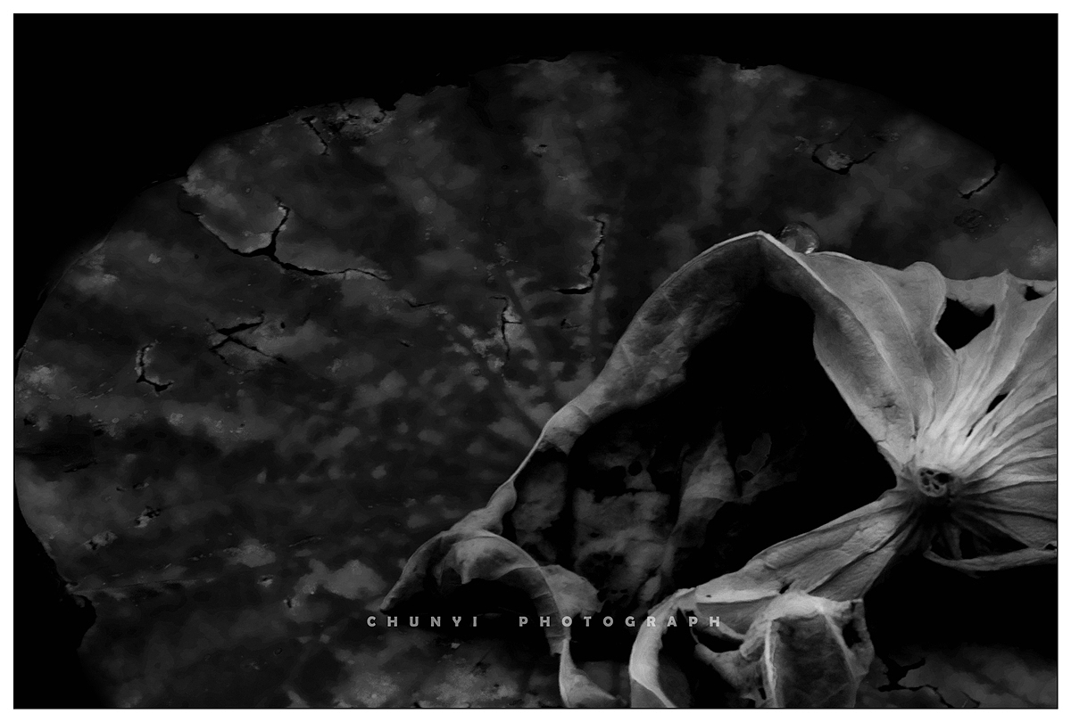 【2020年 / 第12年拍荷 / 荷有四季，常乐我净】（图ZMjk4MzUyNTIw） - 时尚/艺术摄影 - 站酷设计师Chunyi纯一原创素材 - 站酷ZCOOL