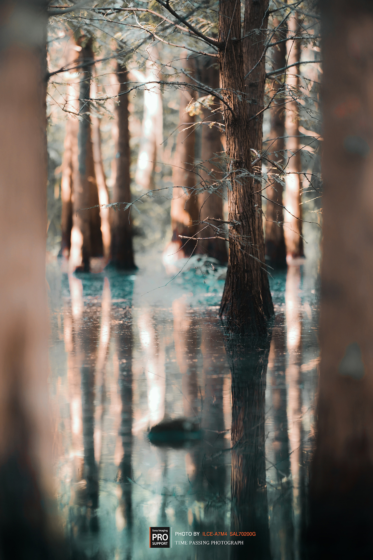 湿地密林（图ZMzUzNDIxNTQ0） - 风光摄影 - 站酷设计师XdeppX原创素材 - 站酷ZCOOL