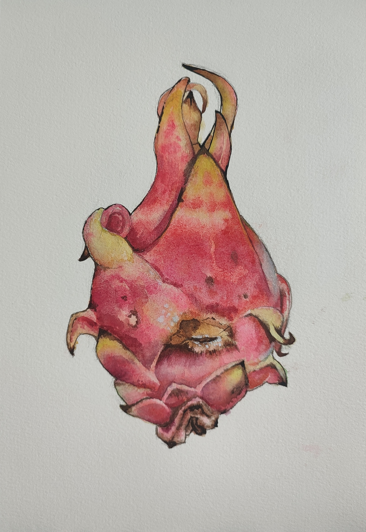 火龙果（图ZMzQ4NjM5MjI0） - 创作习作 - 站酷设计师野生豆子原创素材 - 站酷ZCOOL