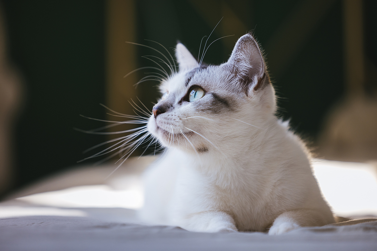 猫的私房 第六季