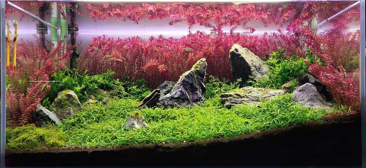 一米草缸造景的興衰史（圖ZMzE2OTk0MTE2） - 景觀設計 - 站酷設計師maxway原創(chuàng)素材 - 站酷ZCOOL