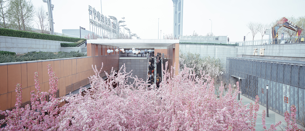 北京春天的花（奧林匹克森林公園）（圖ZMzM2NjA4NzIw） - 人像攝影 - 站酷設計師拾光者Orince原創(chuàng)素材 - 站酷ZCOOL