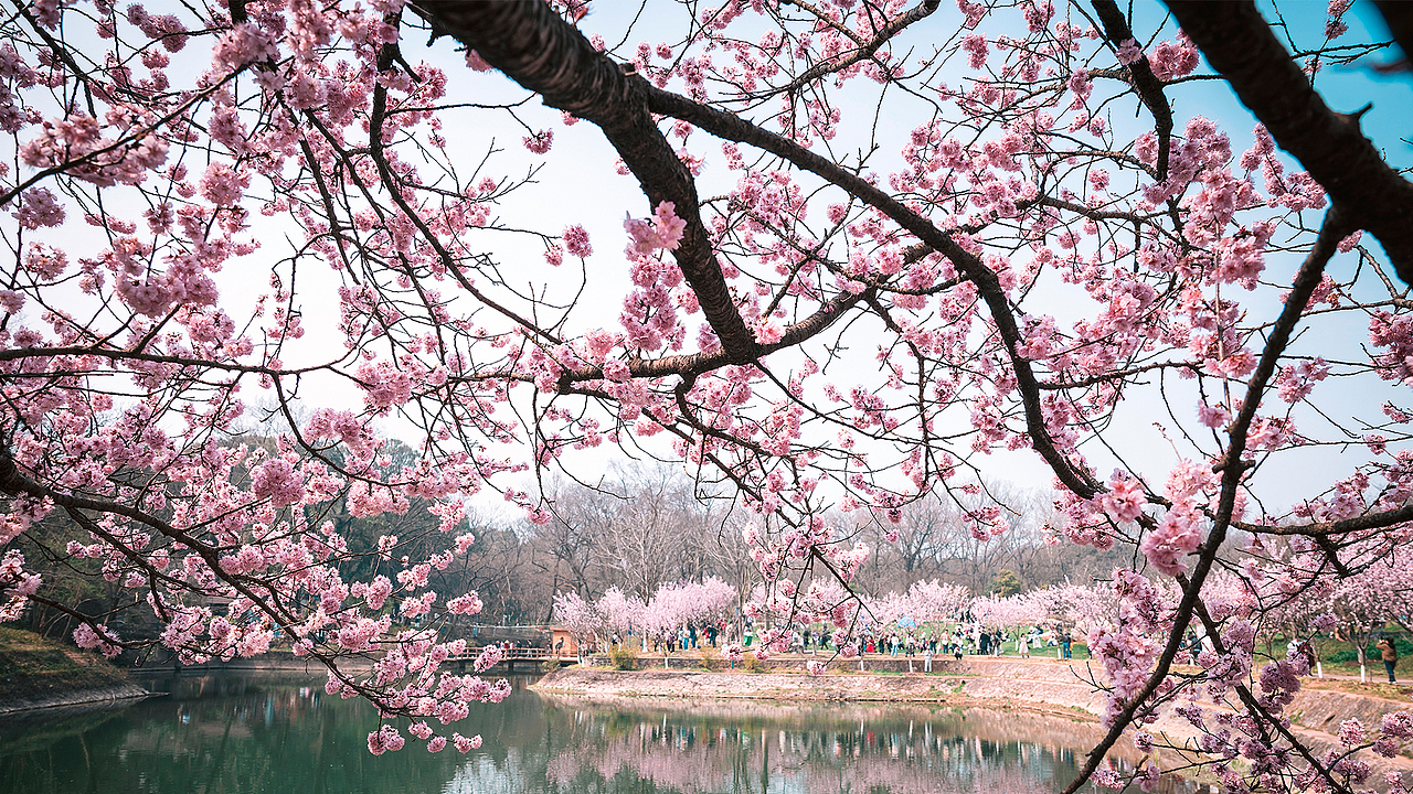 植物园。樱花。早樱