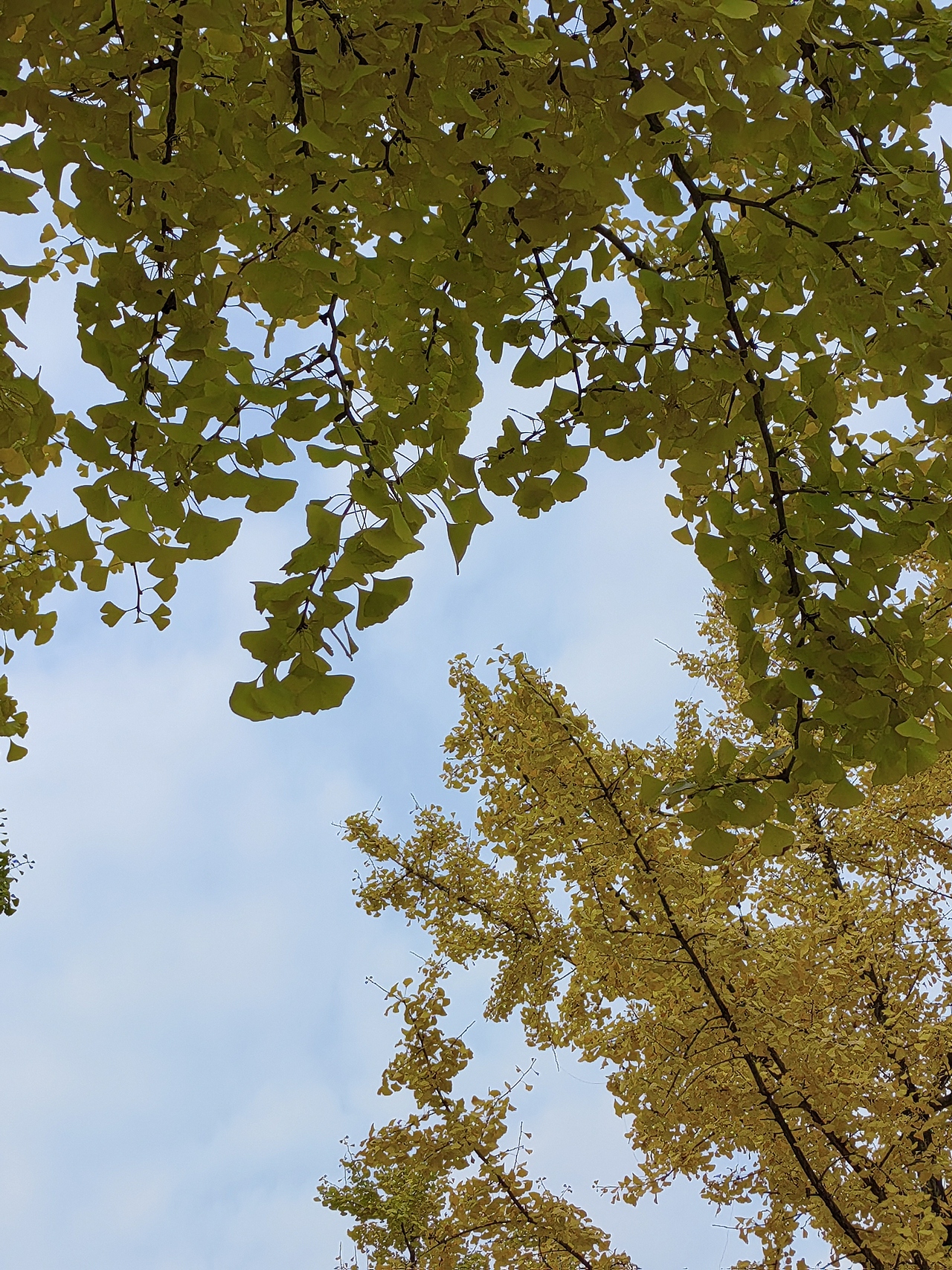 银杏秋叶（图ZMzEwMzM0OTg0） - 风光摄影 - 站酷设计师摄影师Tender原创素材 - 站酷ZCOOL