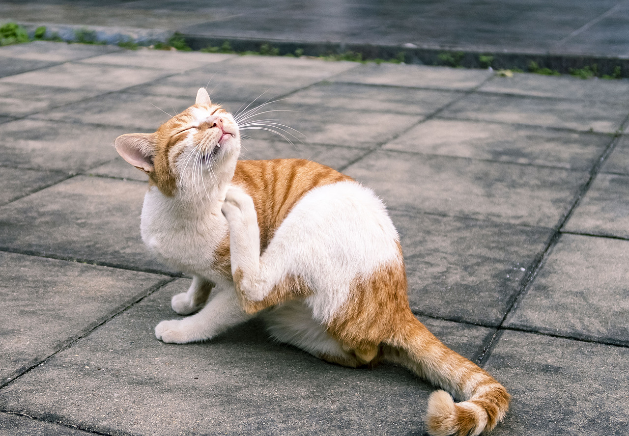 【信息学院】学校内形形色色的猫