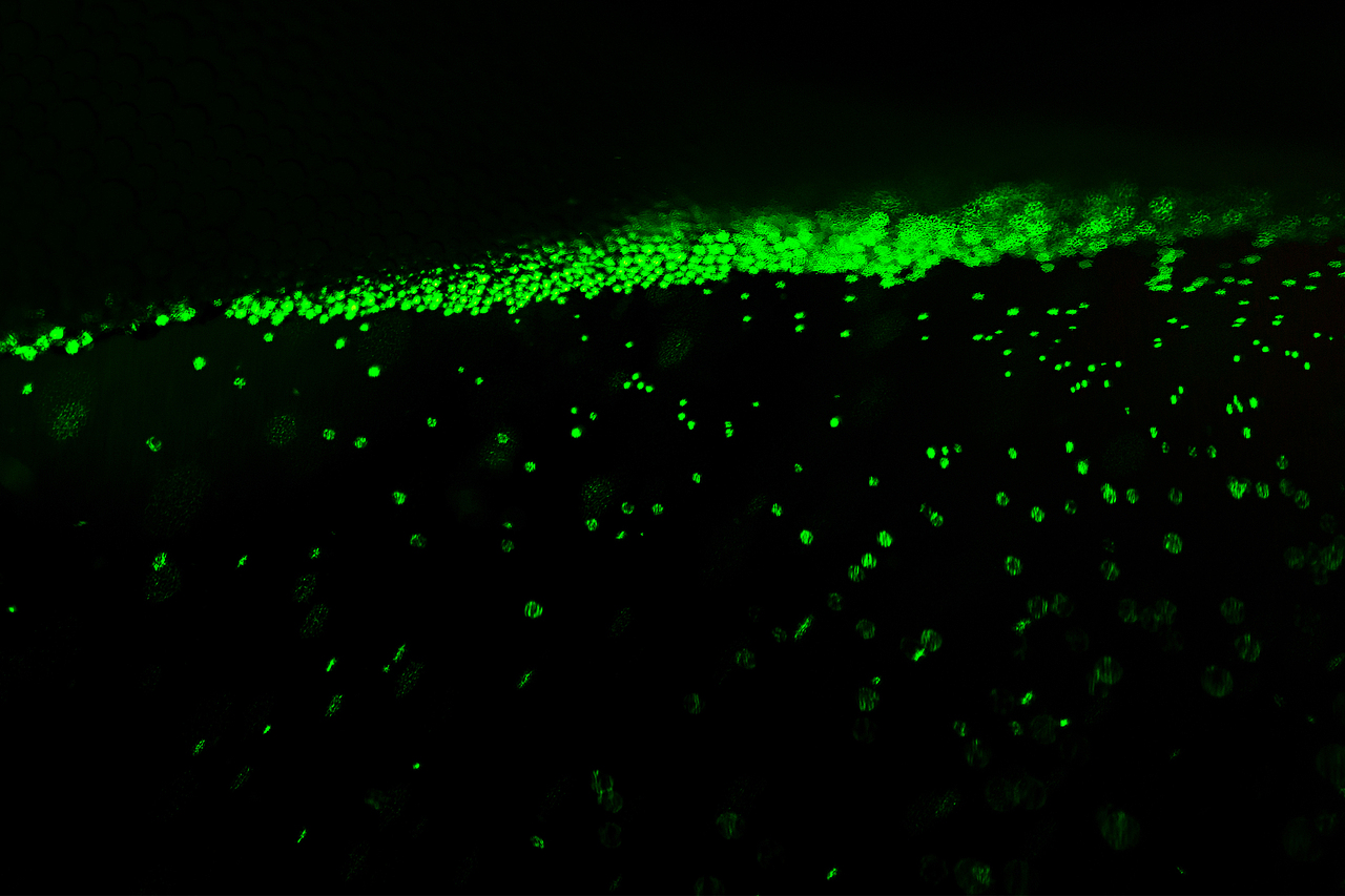 青岛啤酒/绿野探索（图ZMzI3MTkyMDMy） - 产品摄影 - 站酷设计师吃饱了饭的Men原创素材 - 站酷ZCOOL