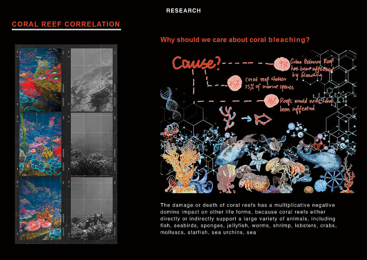 珊瑚白化-Coral bleaching