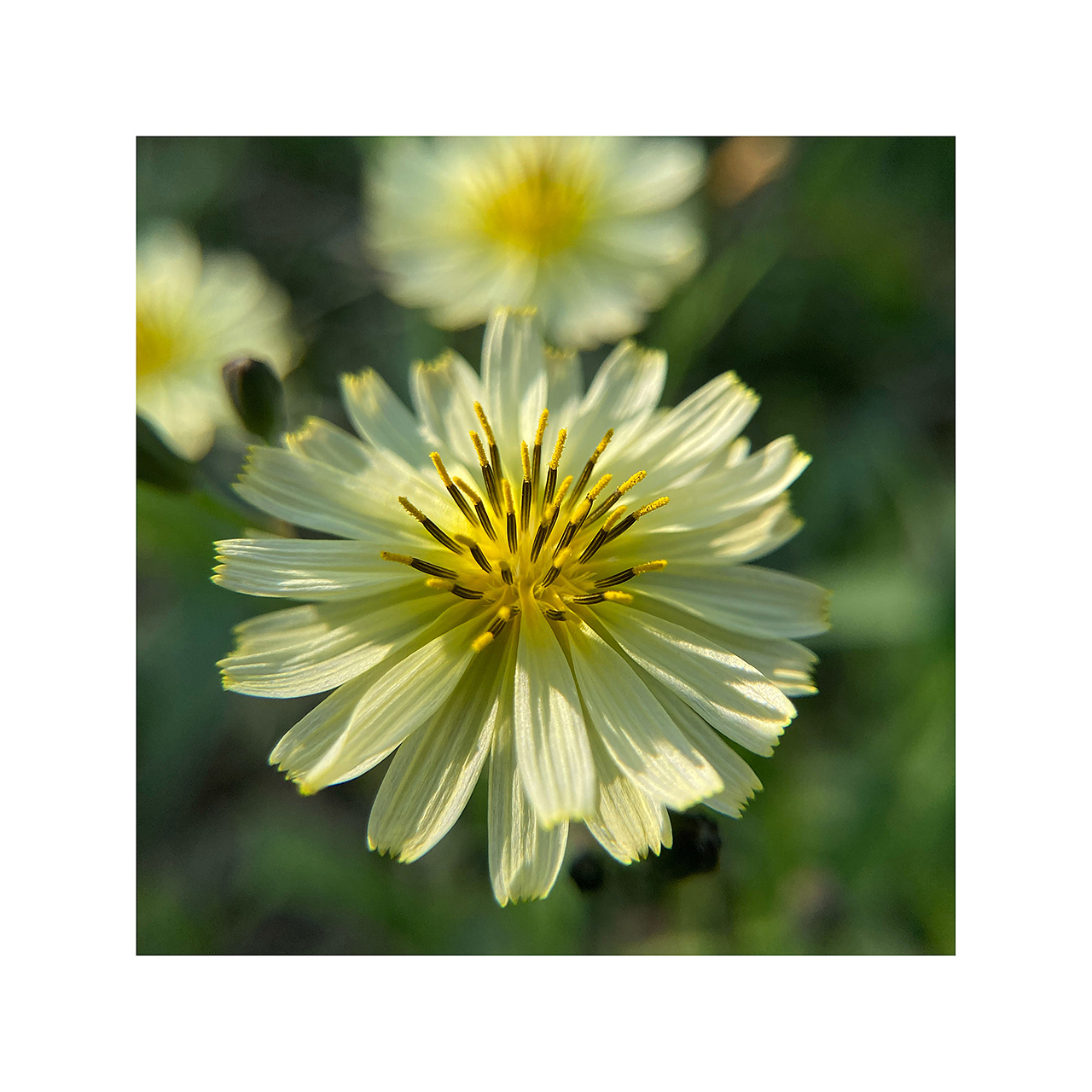 花花草草虫虫|手机摄影(二)