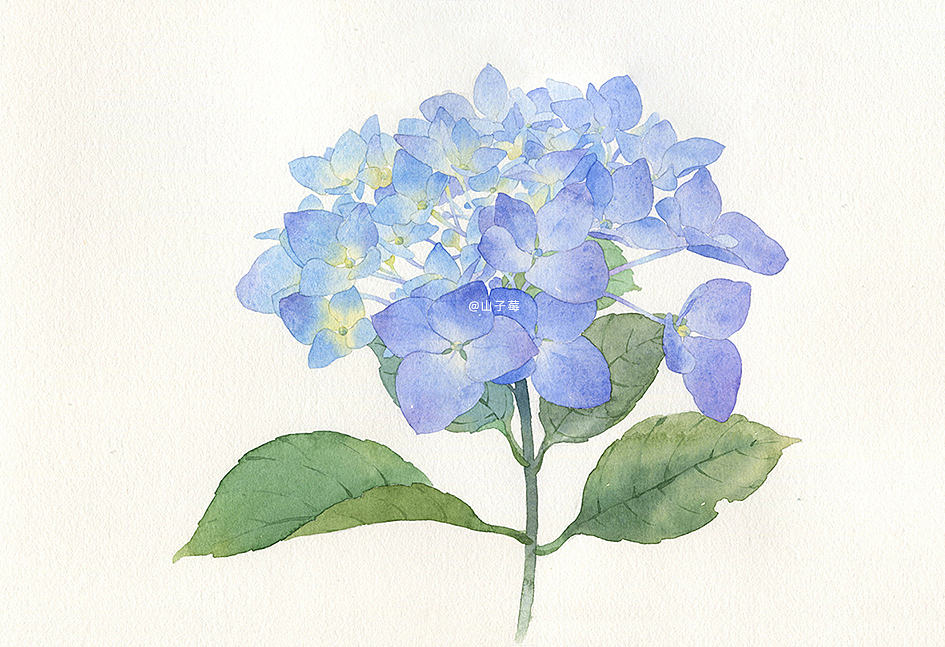 水彩手绘 绣球花无尽夏（图ZMzAyODA0MjEy） - 艺术插画 - 站酷设计师山子莓原创素材 - 站酷ZCOOL