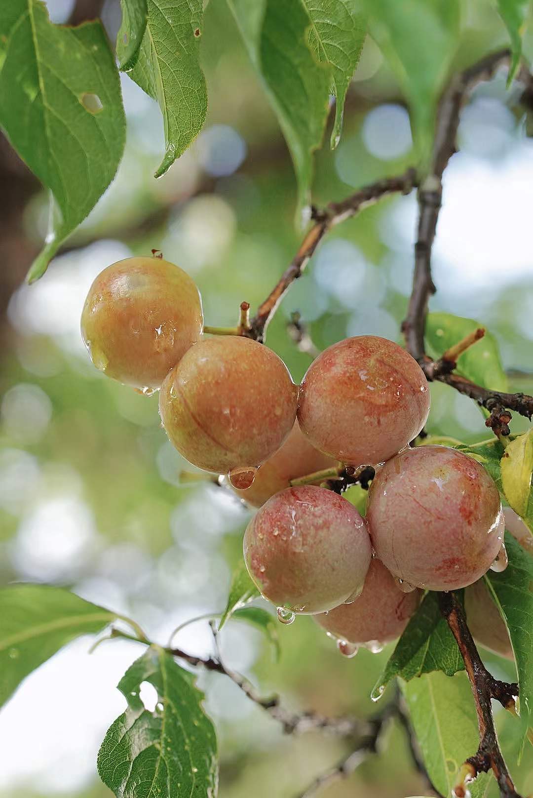 关于夏天的味道（图ZMzA3MTM4MDQ4） - 其他摄影 - 站酷设计师日光山野原创素材 - 站酷ZCOOL