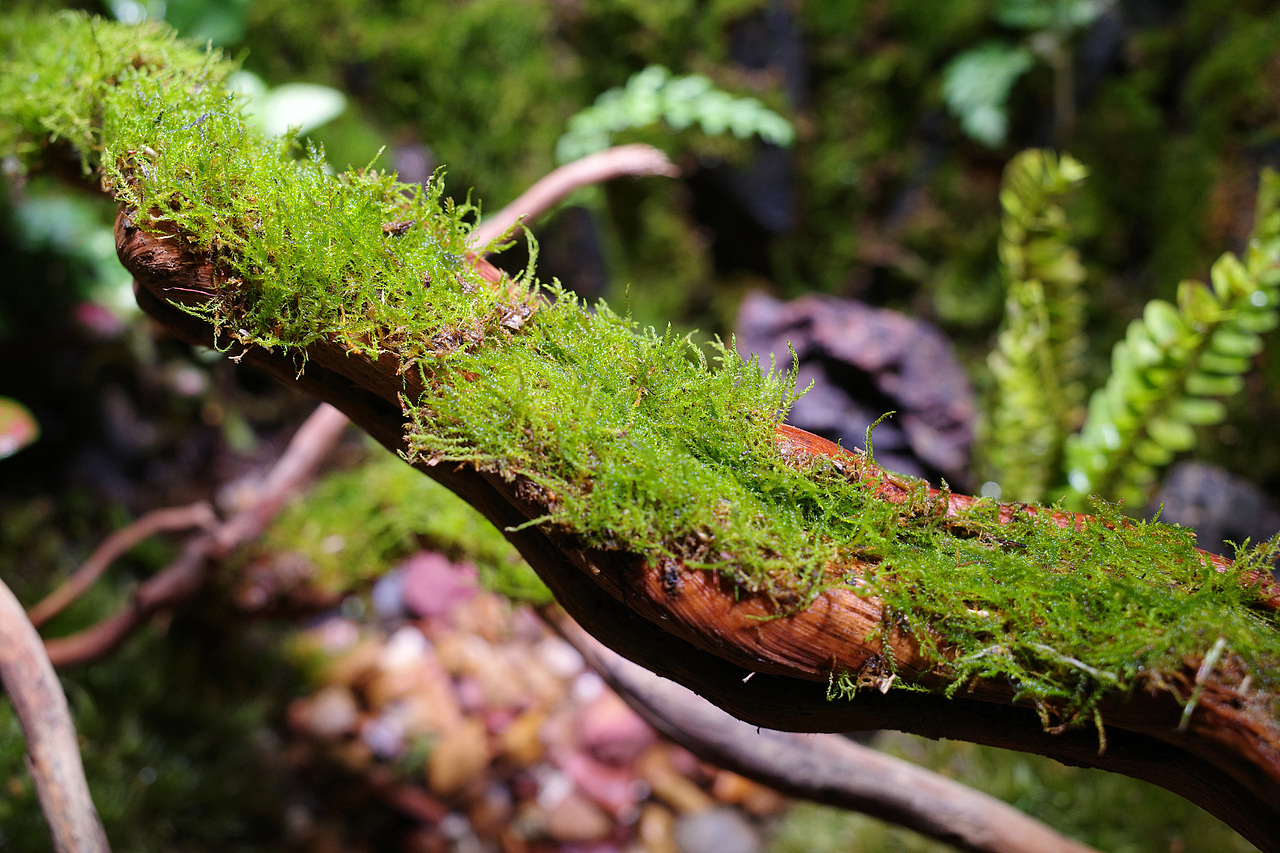 雨林微景观（图ZMzA3ODEyNjYw） - 其他手工艺 - 站酷设计师番茄与西瓜原创素材 - 站酷ZCOOL