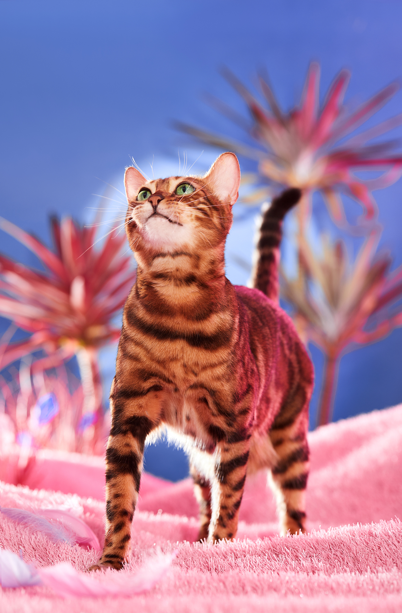 蓝氏 猎宴火鸡全价猫粮