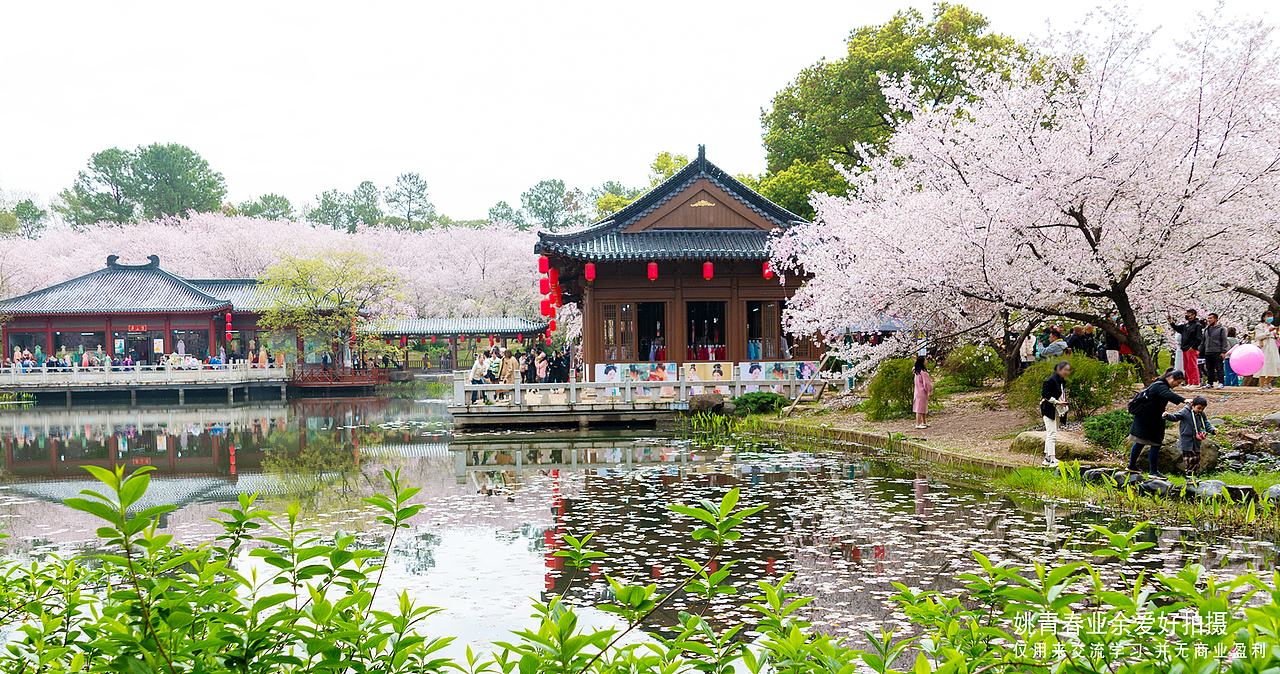 武汉东湖磨山樱花园姚青春2023年随拍照片1