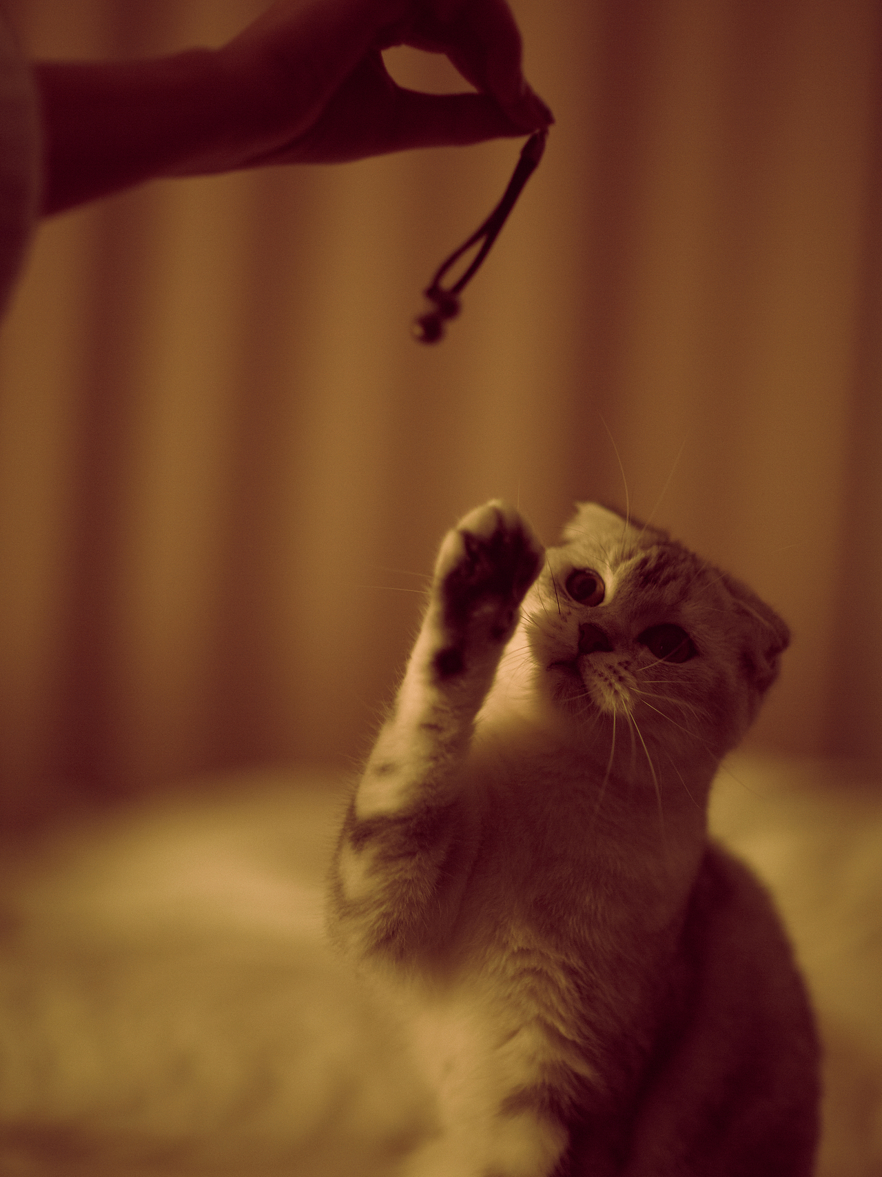 我的猫（图ZMzM0NjU0MTA0） - 宠物摄影 - 站酷设计师鉴康原创素材 - 站酷ZCOOL