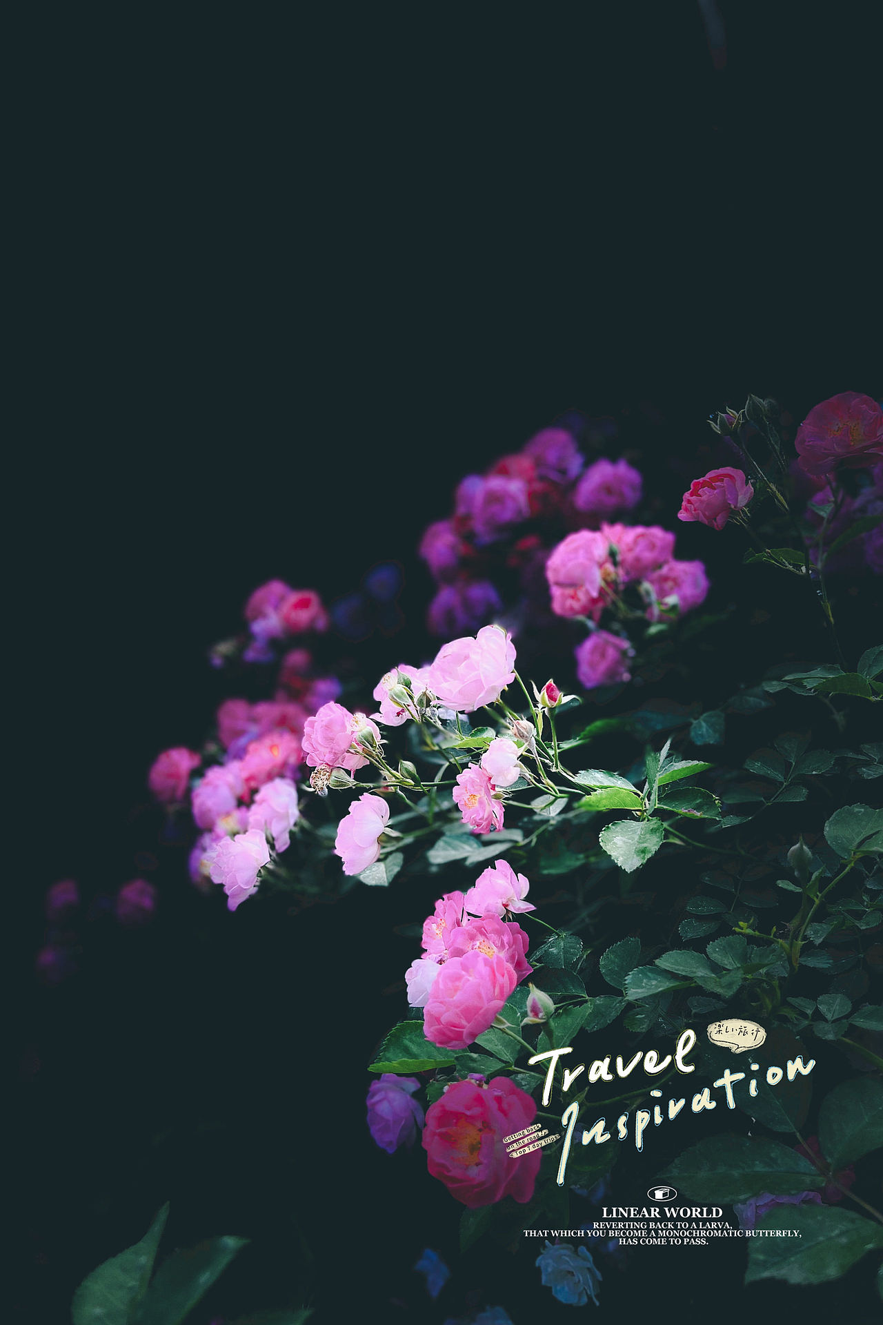 手机摄影 | 初夏，蔷薇花开（图ZMzMxMzQ3MzM2） - 风光摄影 - 站酷设计师李墨尘原创素材 - 站酷ZCOOL