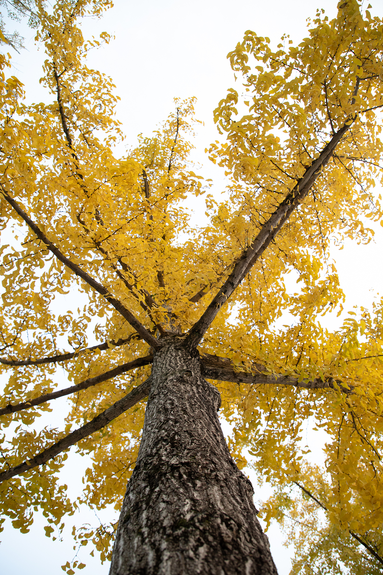 银杏秋叶（图ZMzEwMzM0OTQw） - 风光摄影 - 站酷设计师摄影师Tender原创素材 - 站酷ZCOOL