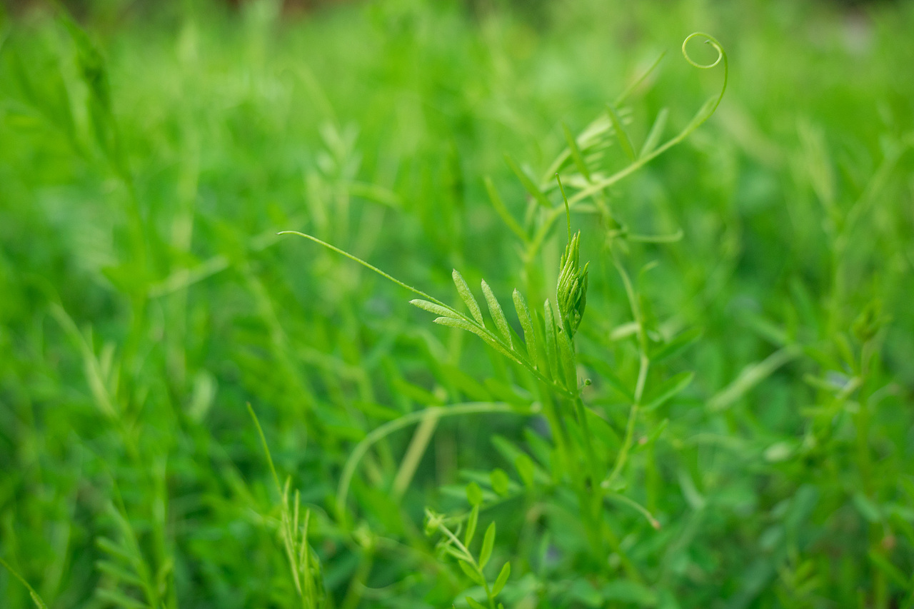 赏花怡情 春日绘梦