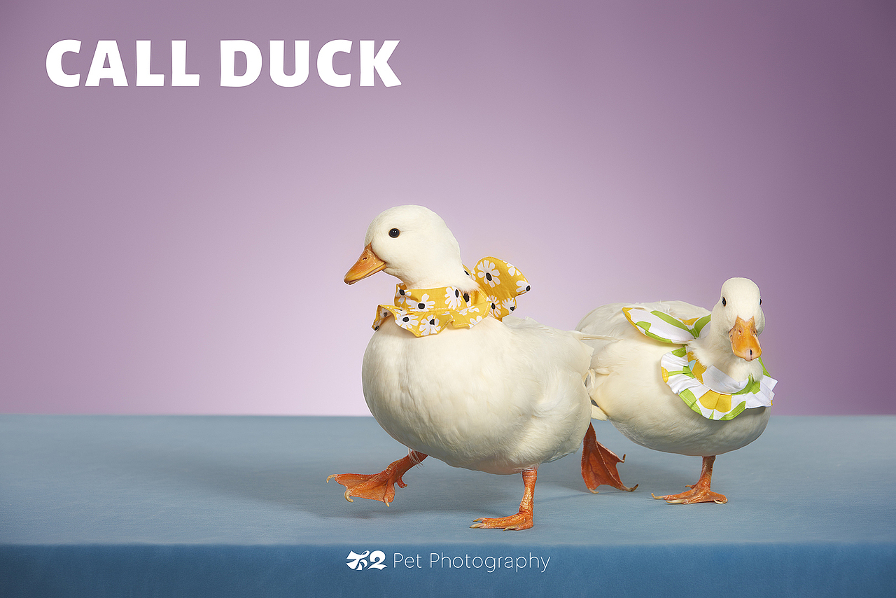 烟台美食摄影 | 萌宠 ✖ 不二造相