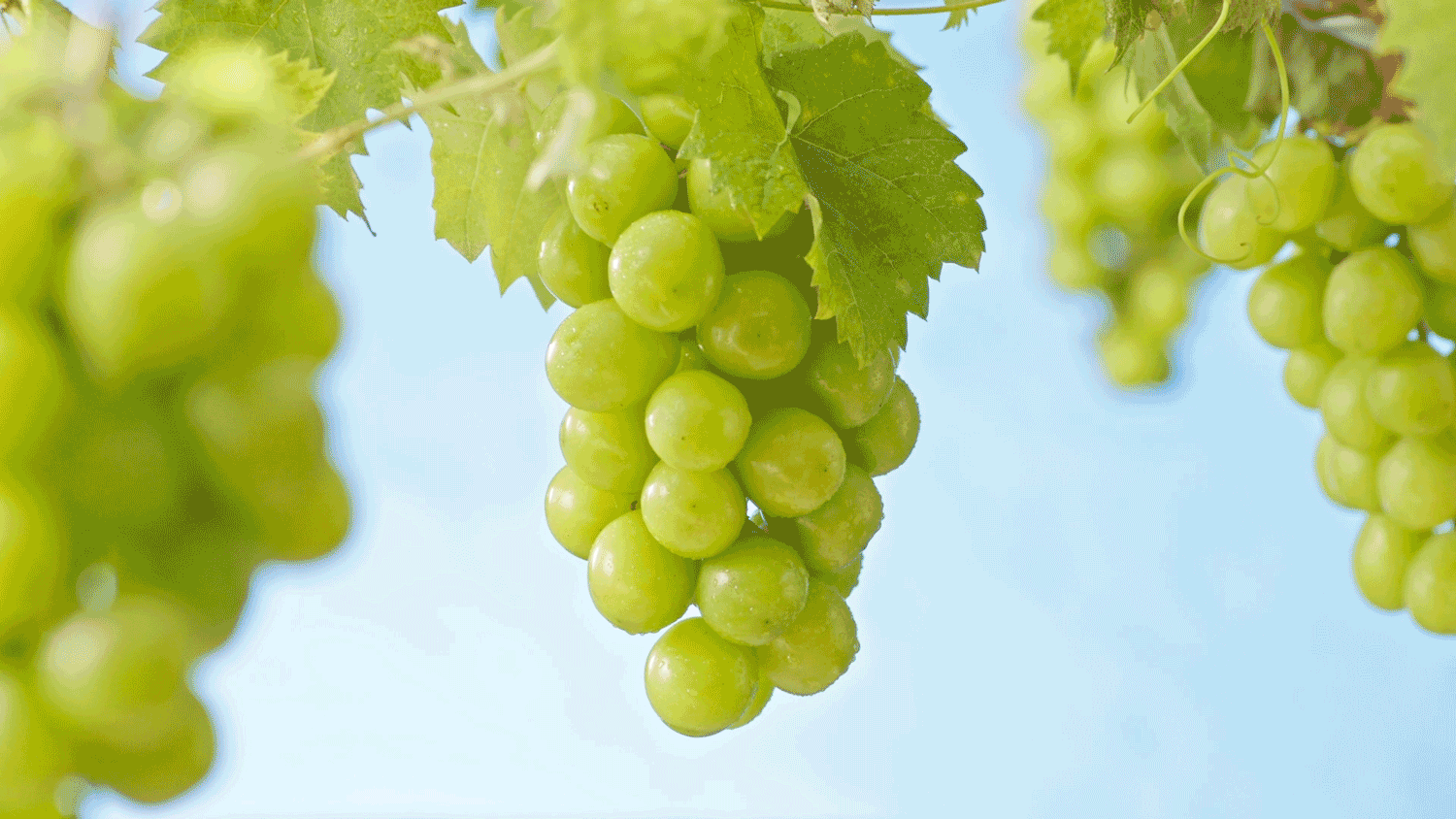 KOI可宜饮品视频 ✖ INLIGHT光合