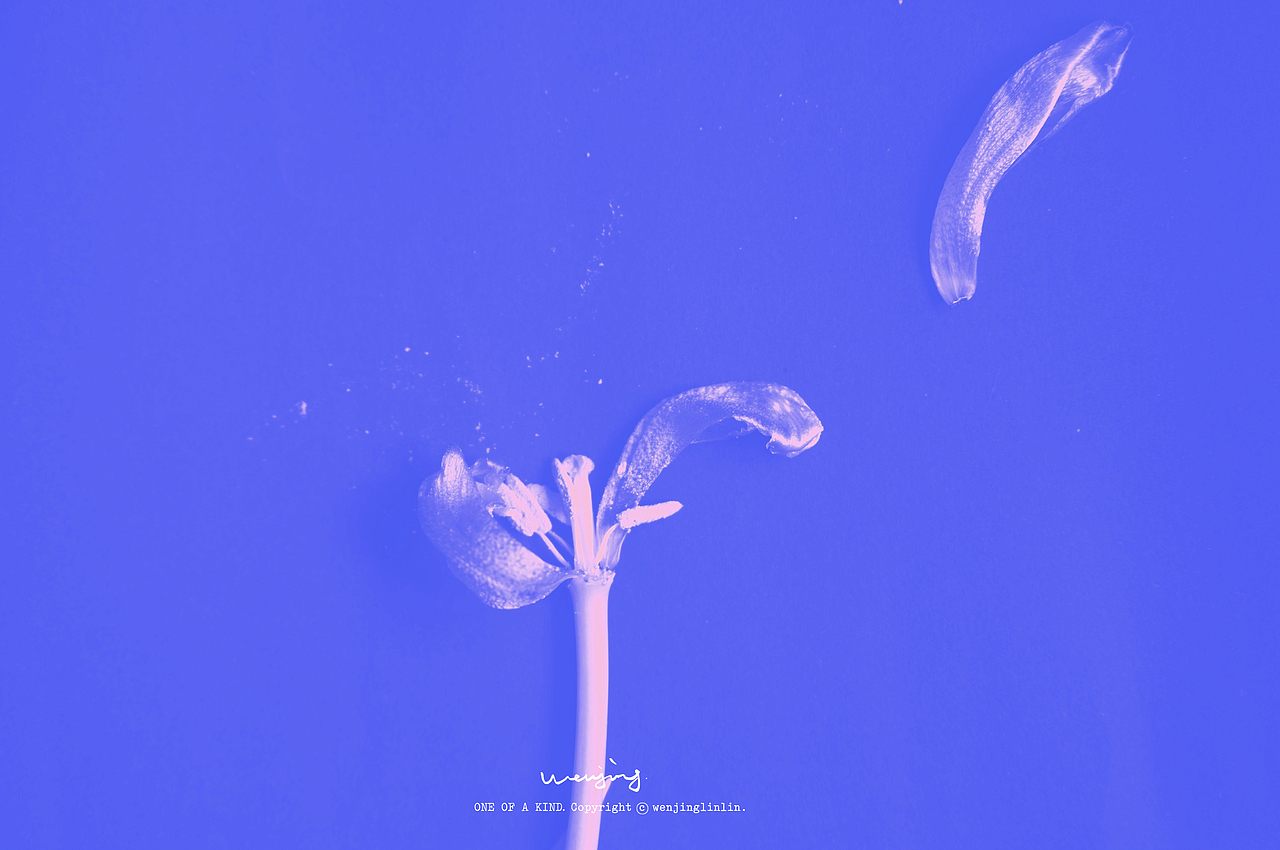 深入陪伴一朵花。