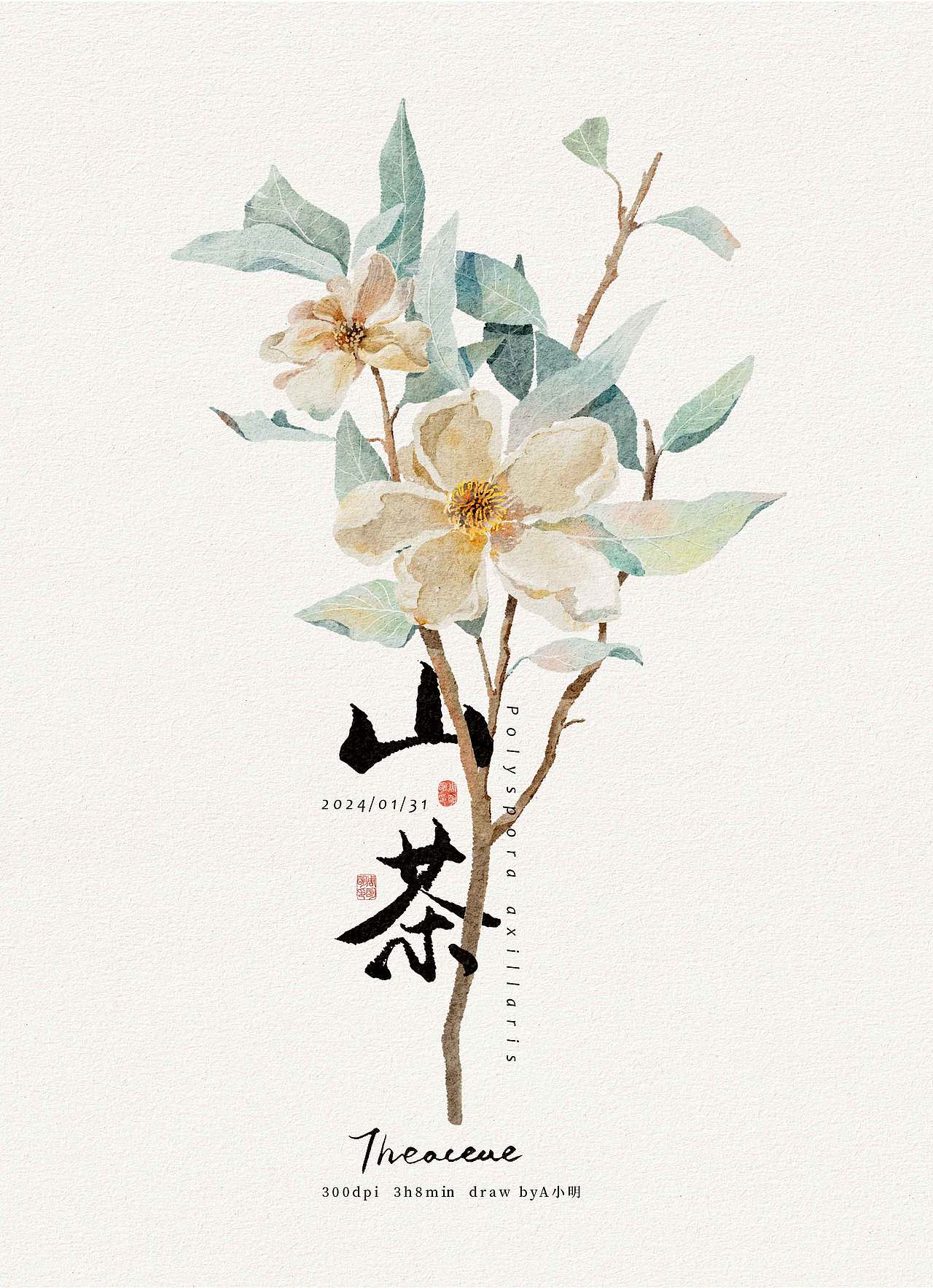 山茶花/植物水彩/海报设计/字体设计（图ZMzYxMjIwNDgw） - 艺术插画 - 站酷设计师A小明原创素材 - 站酷ZCOOL