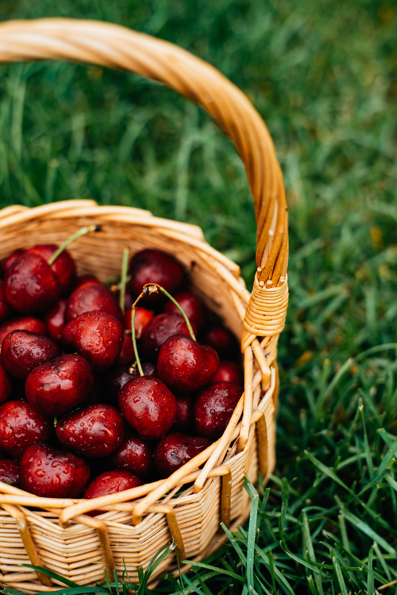 大连樱桃——美枣