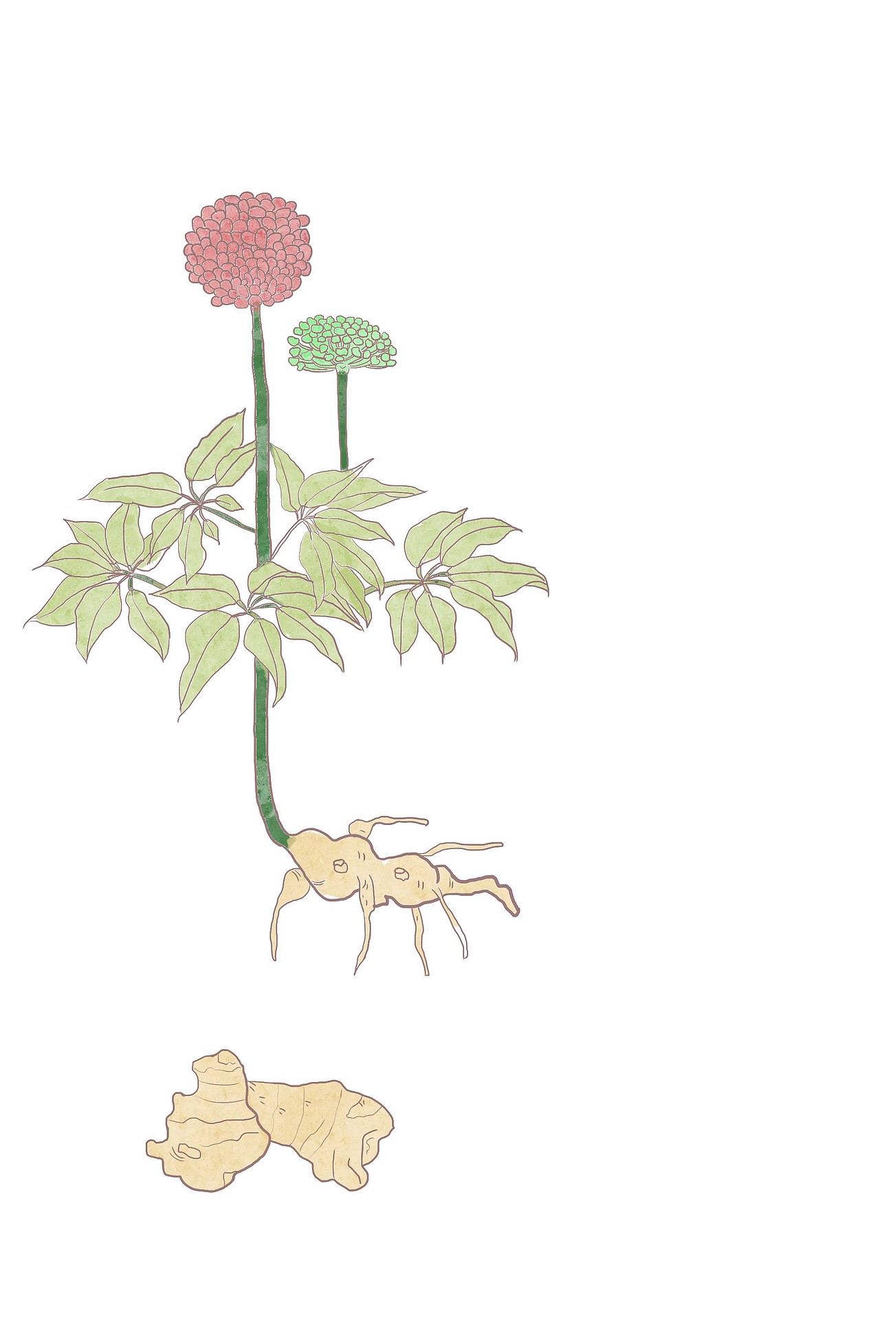板绘水彩风 机理插画中草药插画-三七（图ZMzIwODY4NTUy） - 包装 - 站酷设计师雨田阿瑞原创素材 - 站酷ZCOOL