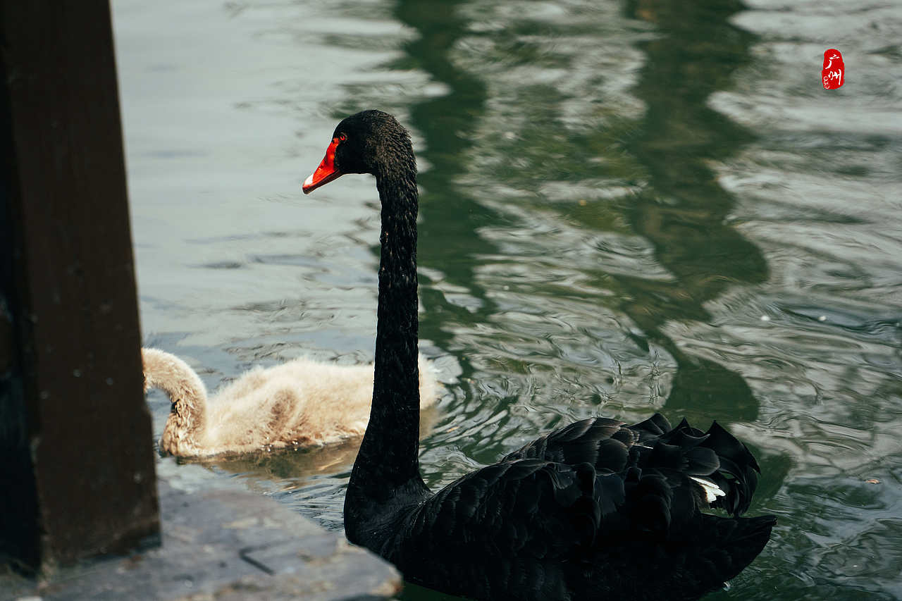 随手拍·广州动物园(鸟类)