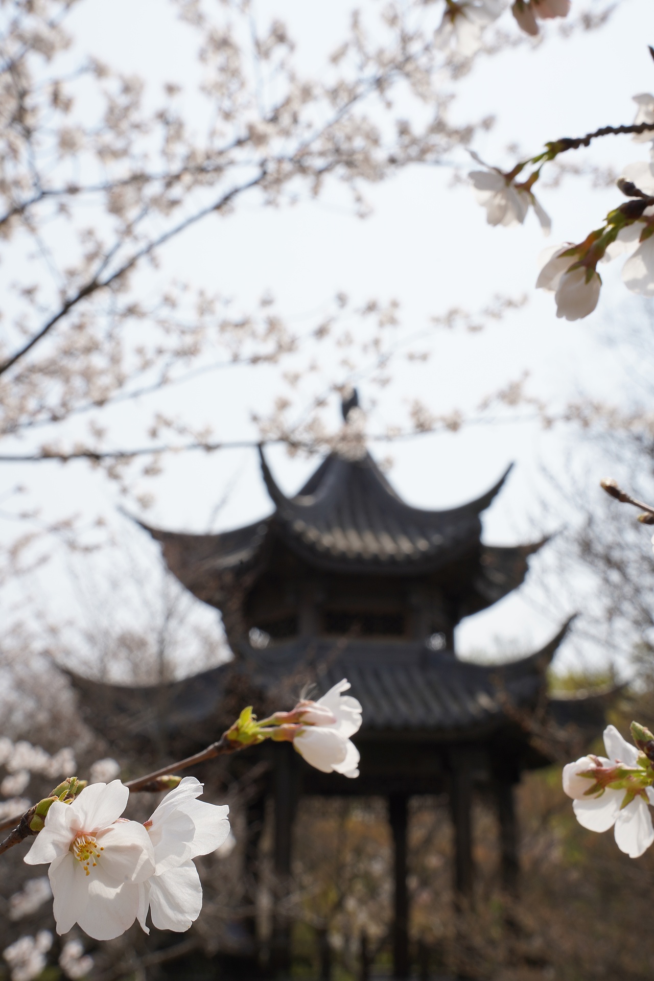 南京明孝陵樱花（图ZMzM0NDA1OTMy） - 风光摄影 - 站酷设计师黑巧ines原创素材 - 站酷ZCOOL