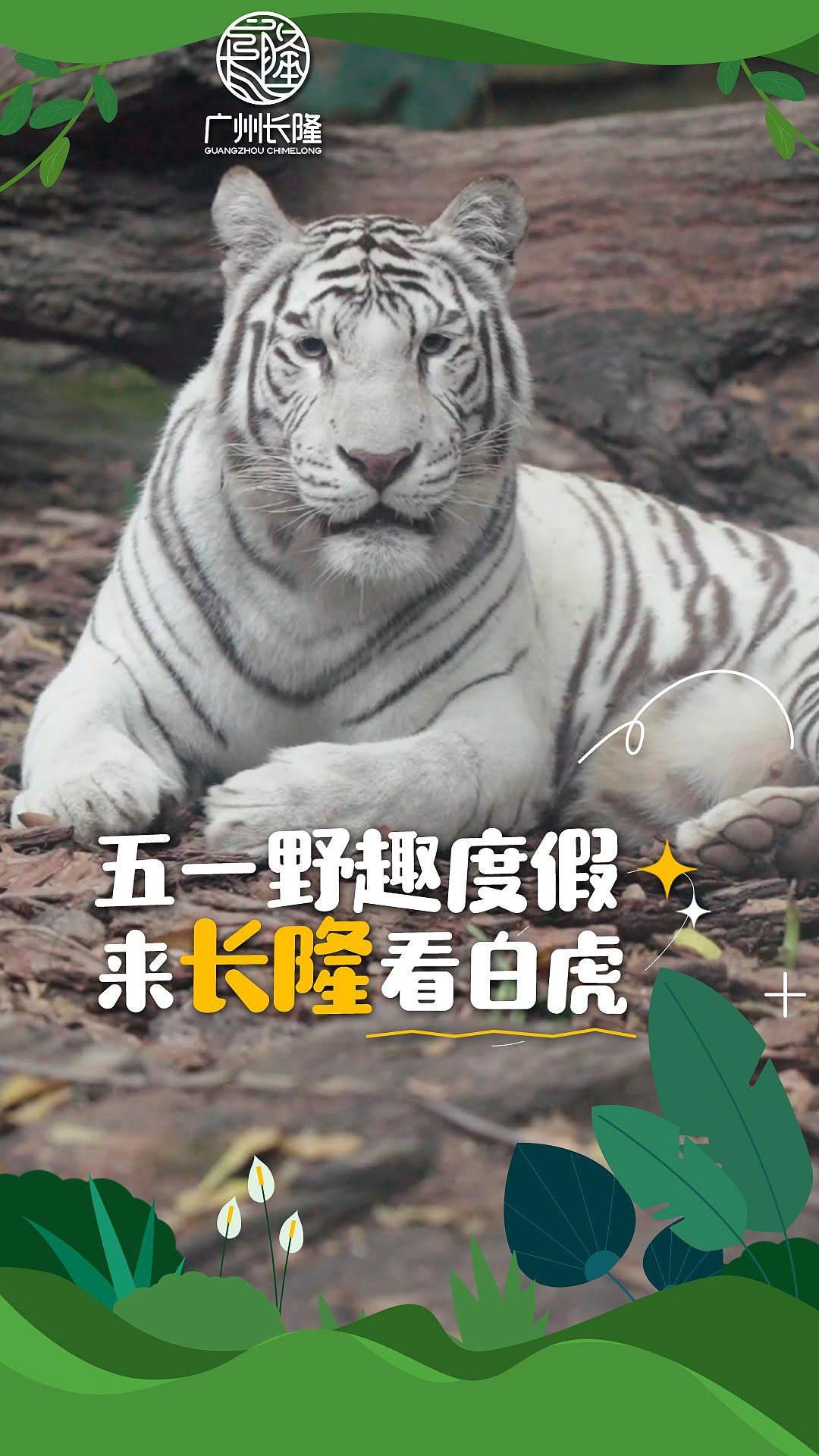 长隆—动物五一开屏