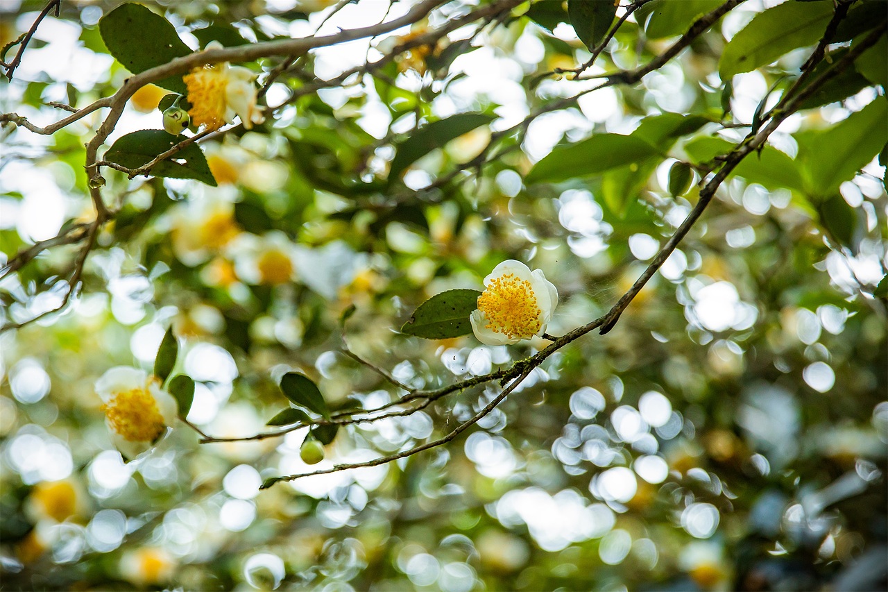 茶山茶花拍摄（图ZMzU3NDg4NDM2） - 产品摄影 - 站酷设计师听说你也来过原创素材 - 站酷ZCOOL