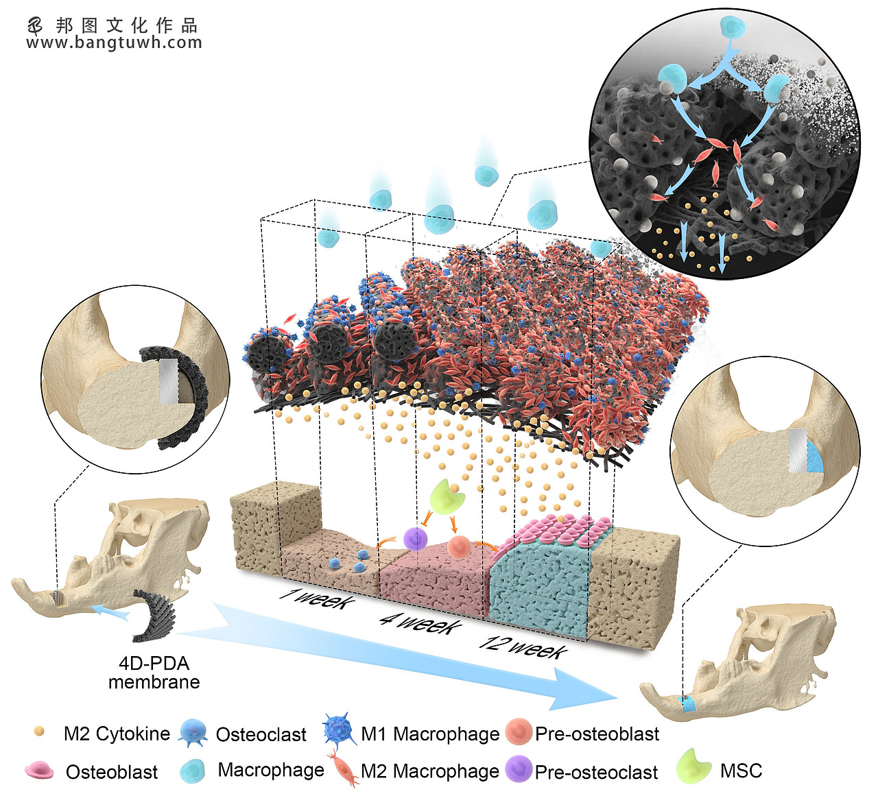 医学插画 学术期刊封面设计 科研绘图