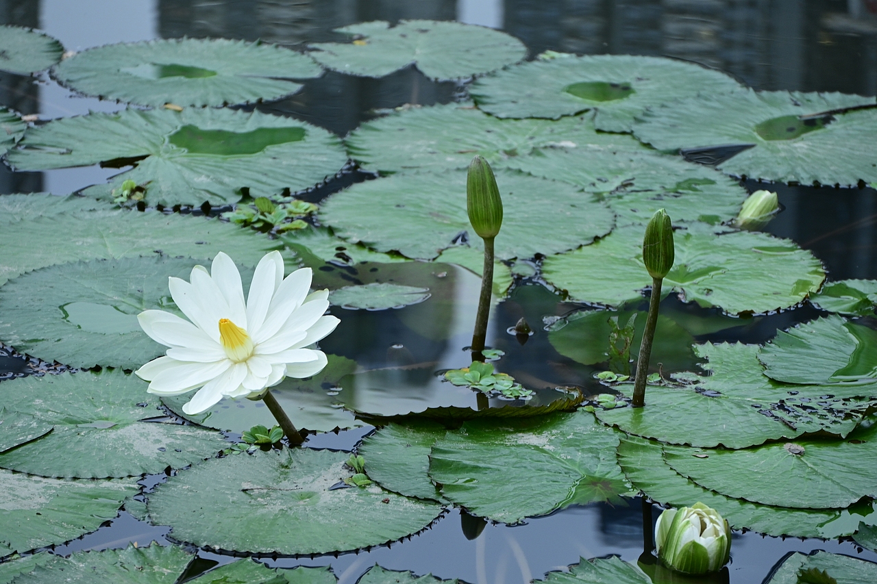 摄影、花、荷花（图ZMzYwNTQ1NzA0） - 风光摄影 - 站酷设计师clEVad原创素材 - 站酷ZCOOL