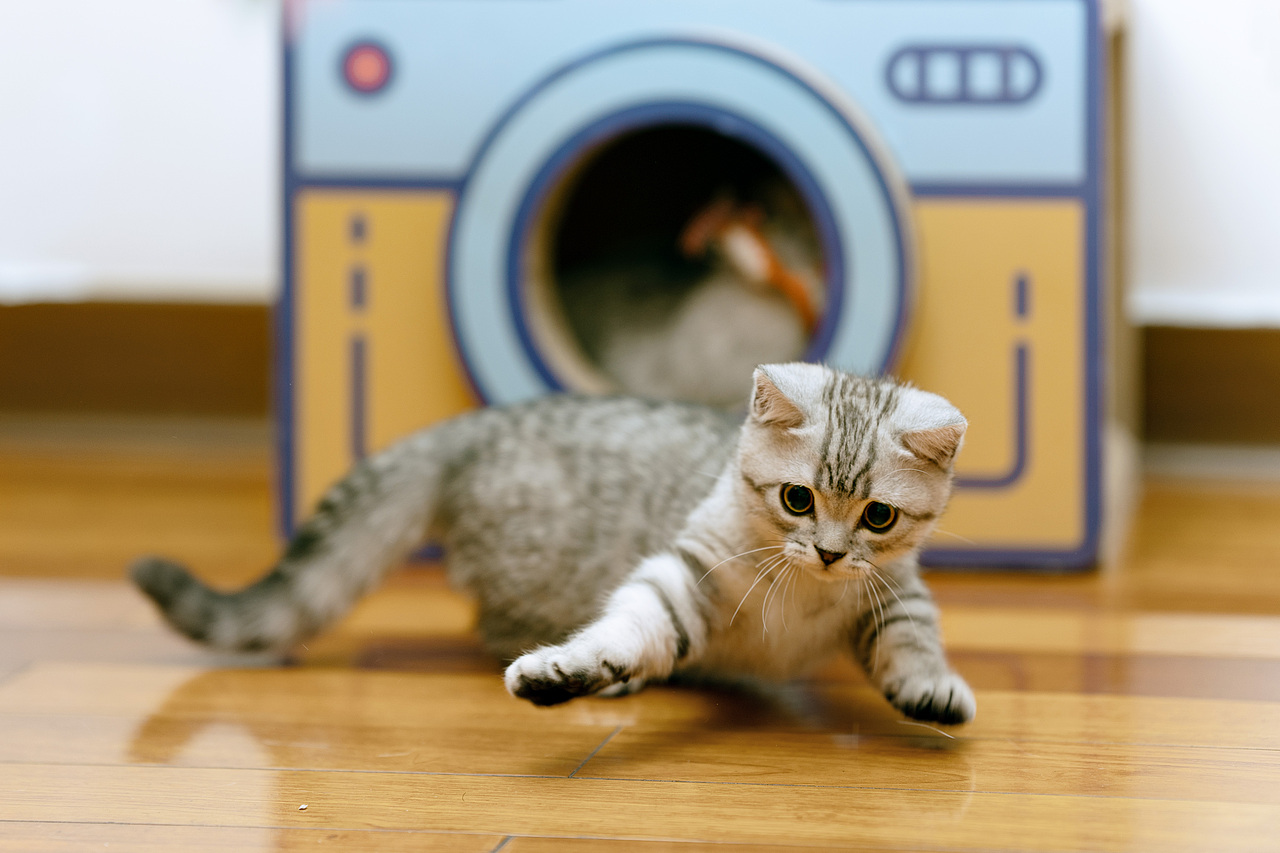 居家拍摄猫咪写真