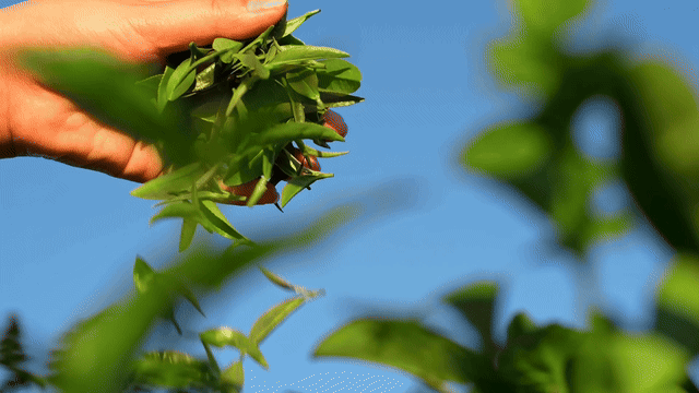 TVC视频 | 茶百道桂花酒酿系列 × 性感美食研究所