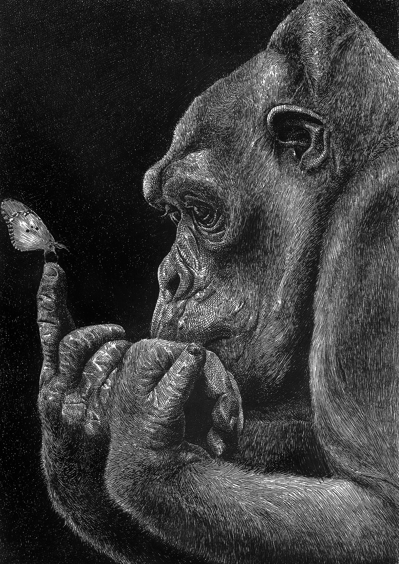 钢笔画写实——动物合集