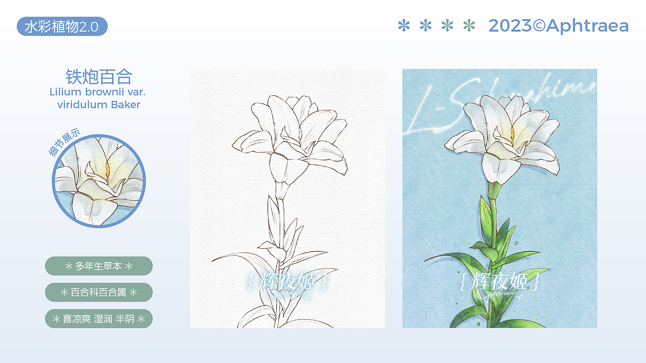 水彩花卉插画2.0合集（图ZMzU1ODk5MTg4） - 商业插画 - 站酷设计师阿芙特莱雅原创素材 - 站酷ZCOOL