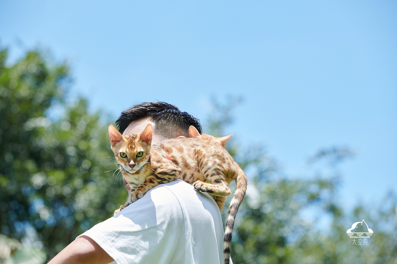 太空狗宠物摄影 孟加拉豹猫 田园猫