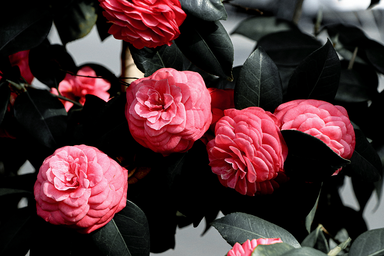 山茶花.以花入茶香（图ZMzA0OTUwMzg0） - 美食摄影 - 站酷设计师Eimile 米乐原创素材 - 站酷ZCOOL