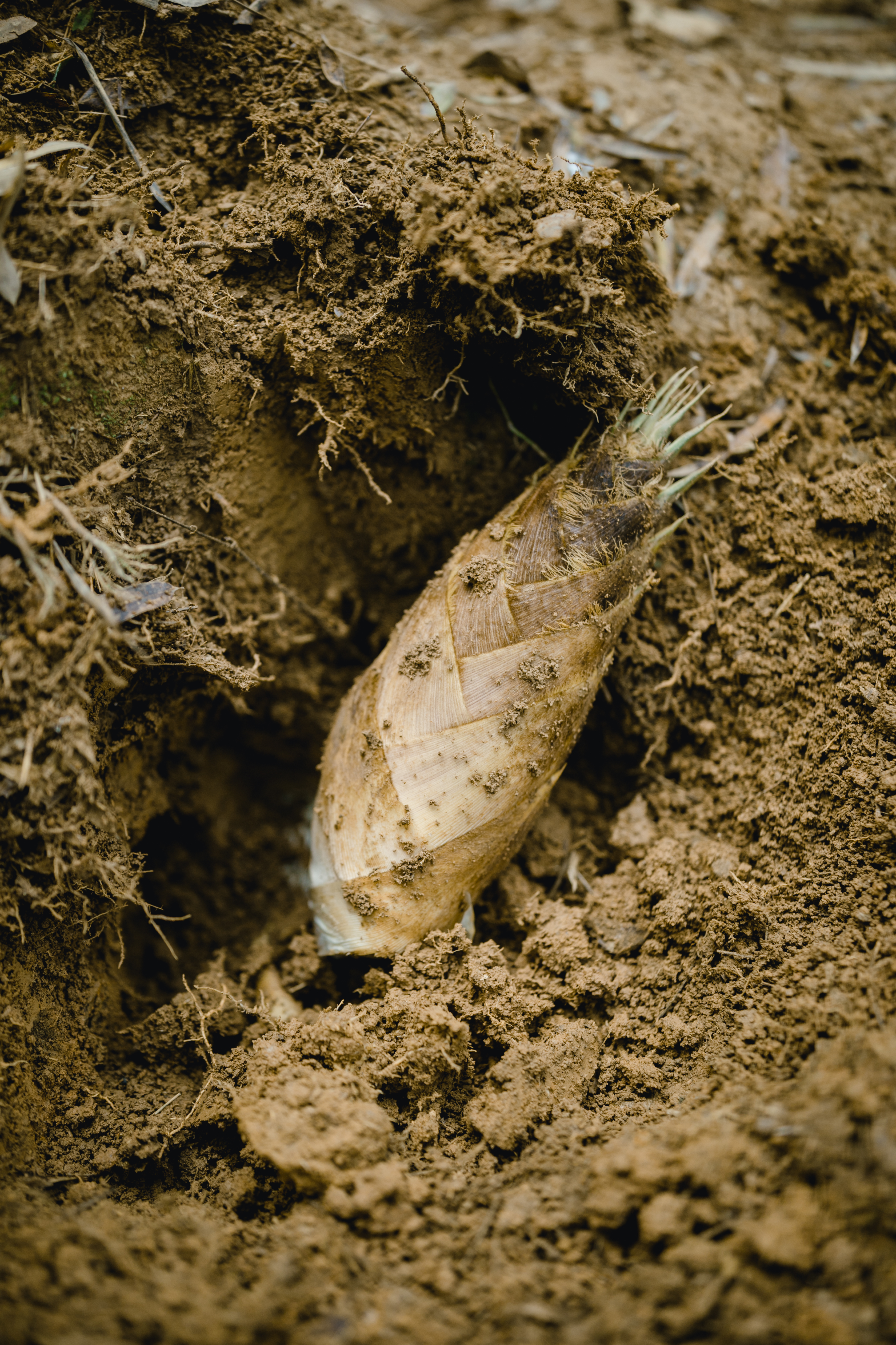 梅菜笋干的香味你闻到了吗