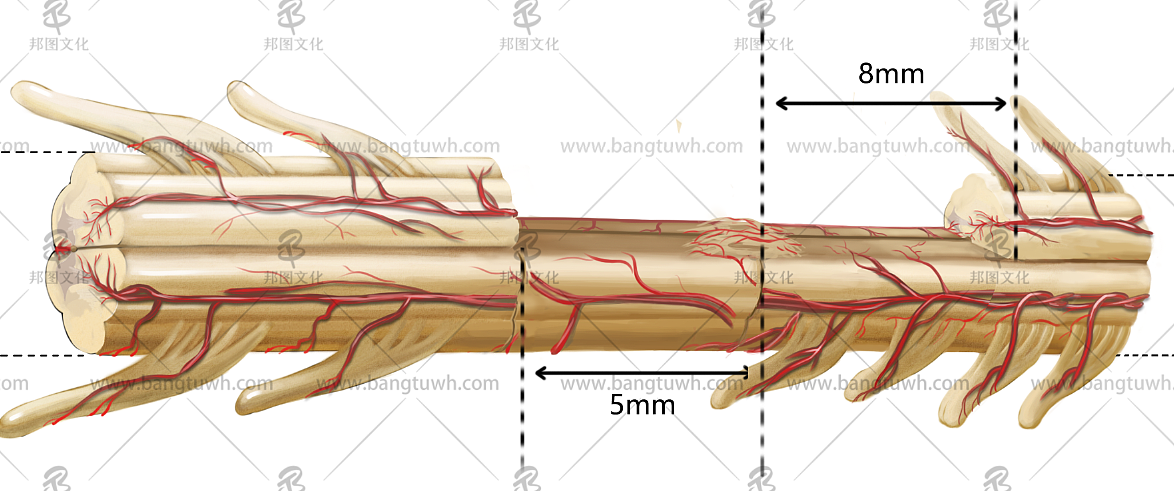 医学插画 学术期刊封面设计 科研绘图