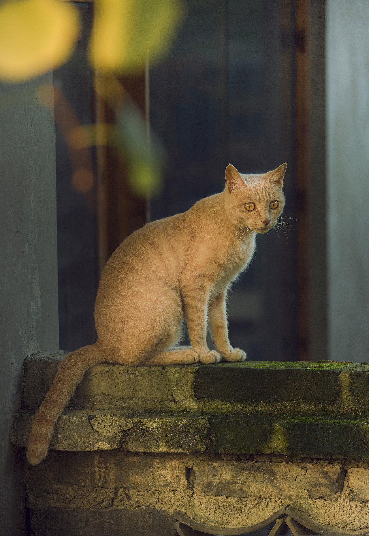 光——红尘小院