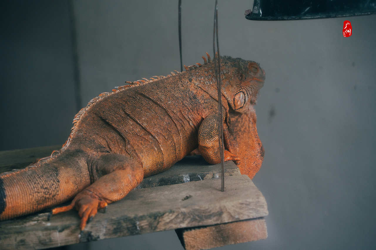 随手拍·广州动物园(水栖类)