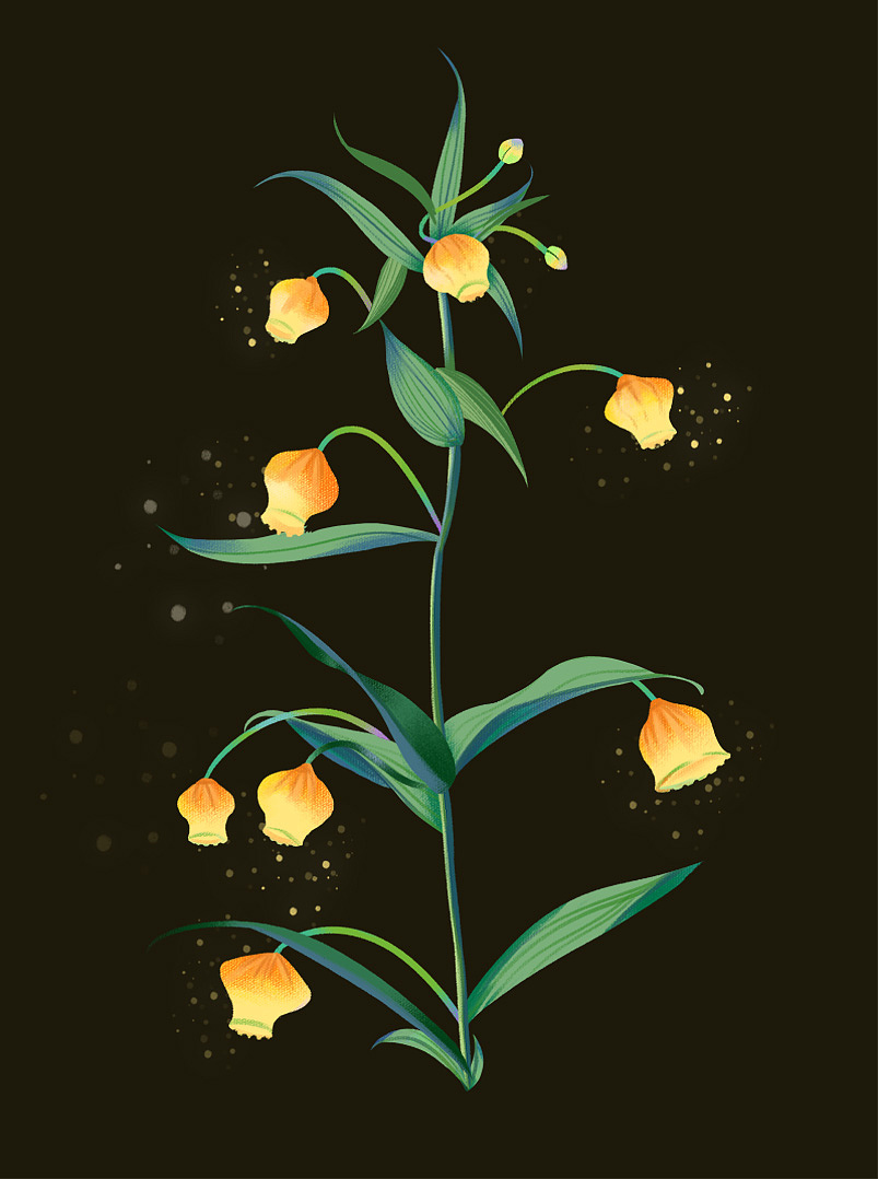 植物练习（图ZMzA2NTkyNDEy） - 创作习作 - 站酷设计师廿一21原创素材 - 站酷ZCOOL