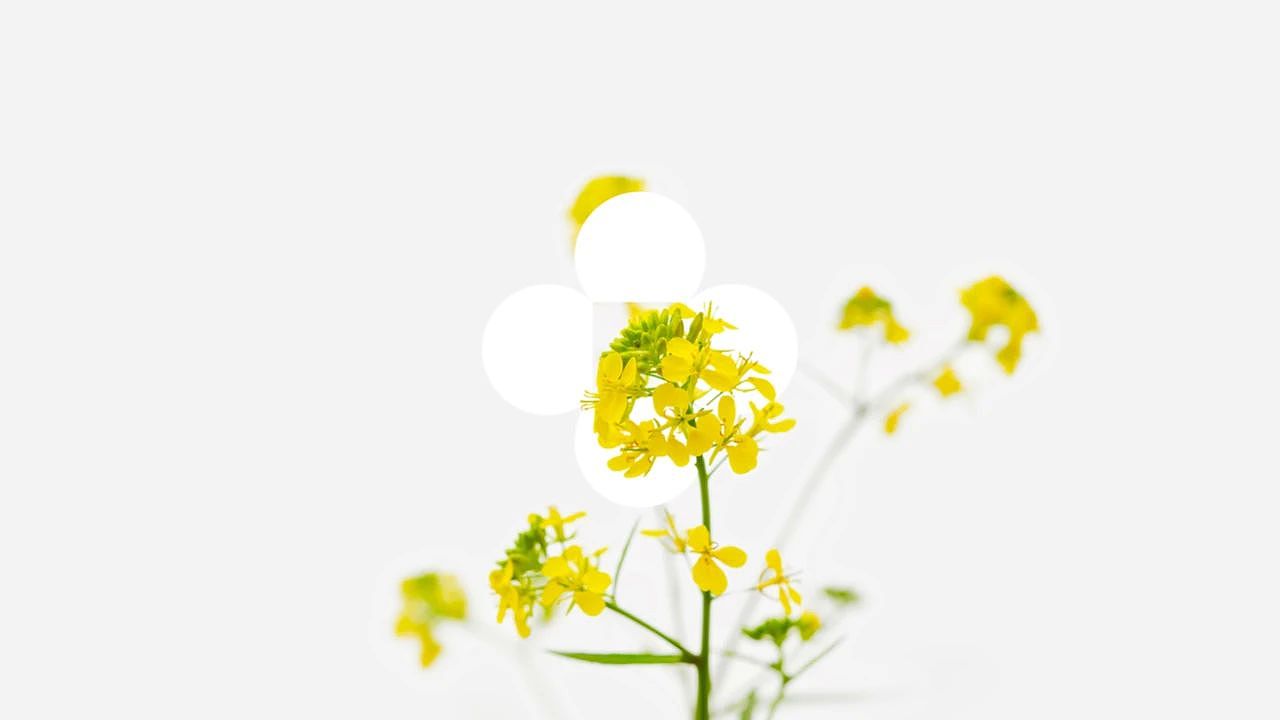 沙洋油菜博物馆