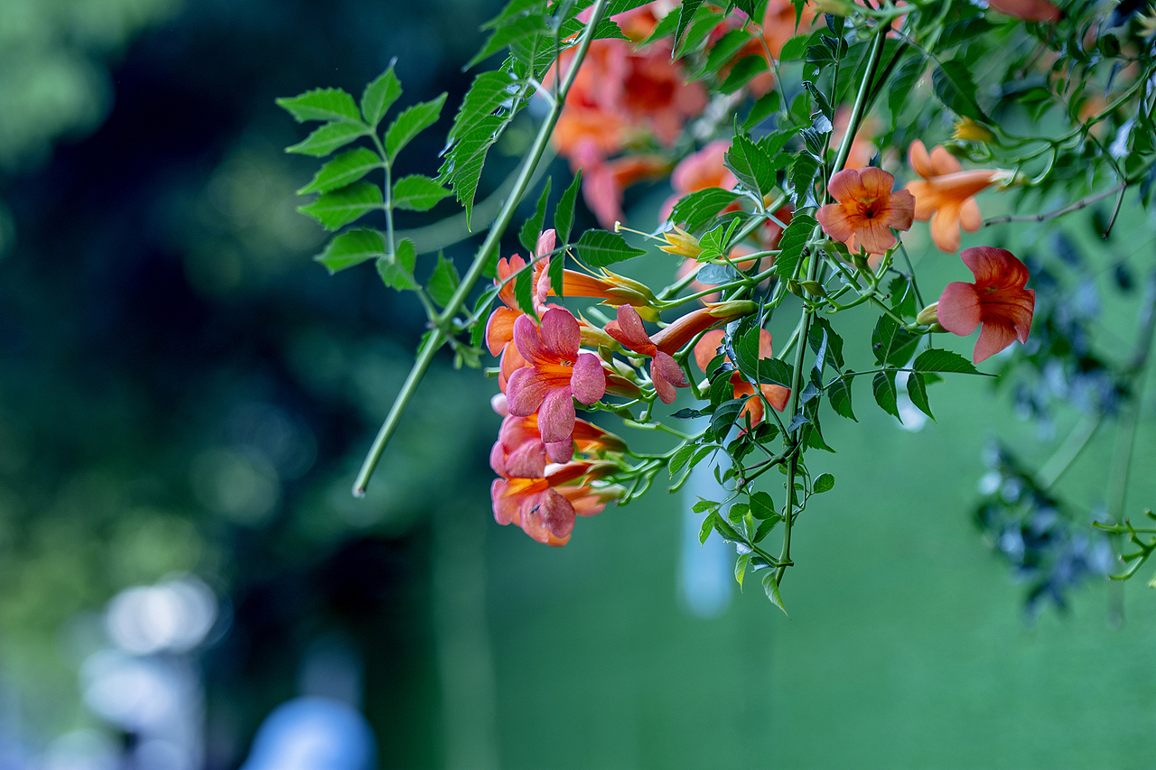 盛夏的凌霄花02