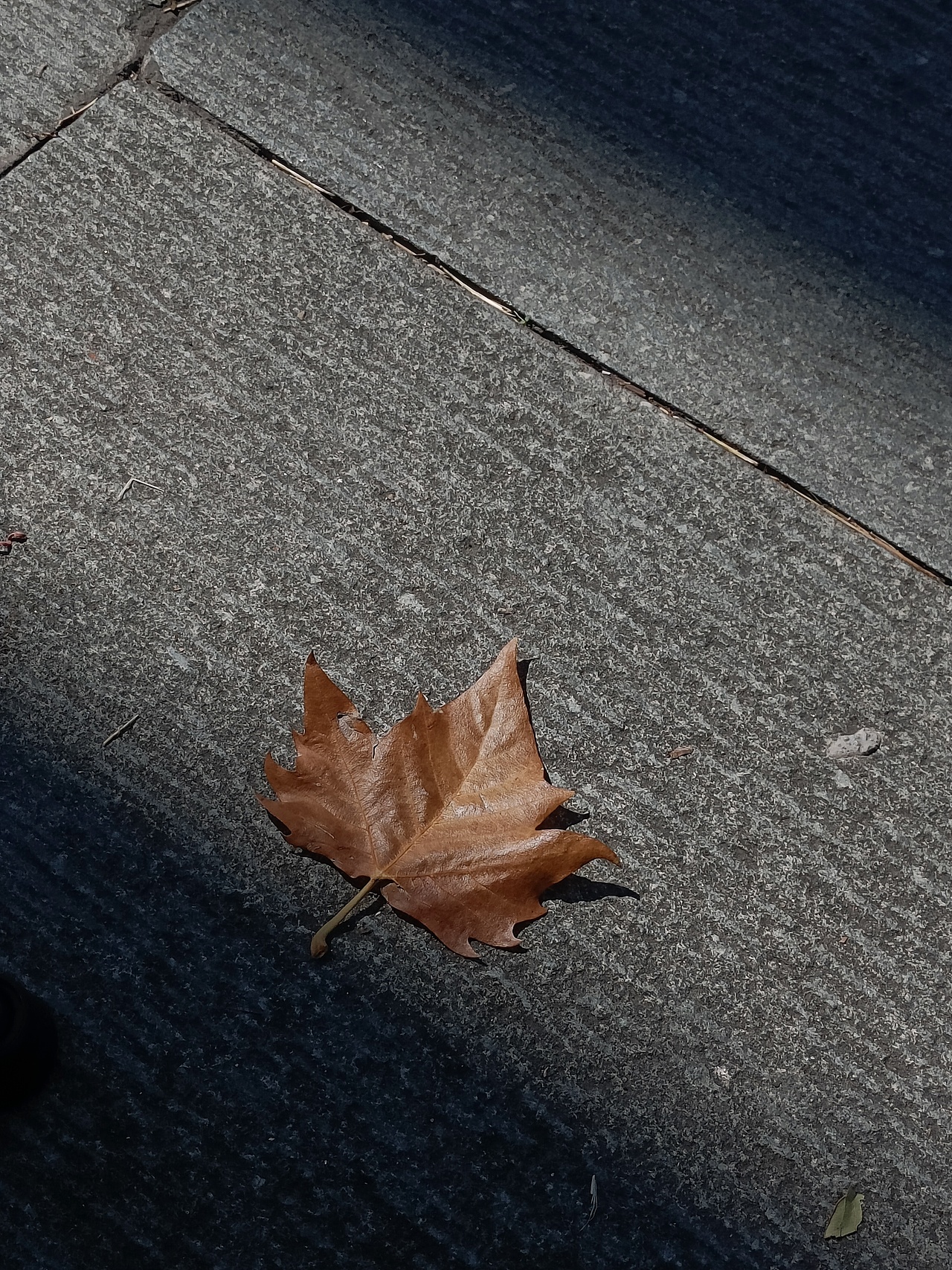 一葉知秋（圖ZMzUyNTA3MzA0） - 風光攝影 - 站酷設計師Alysoooooooooon原創(chuàng)素材 - 站酷ZCOOL