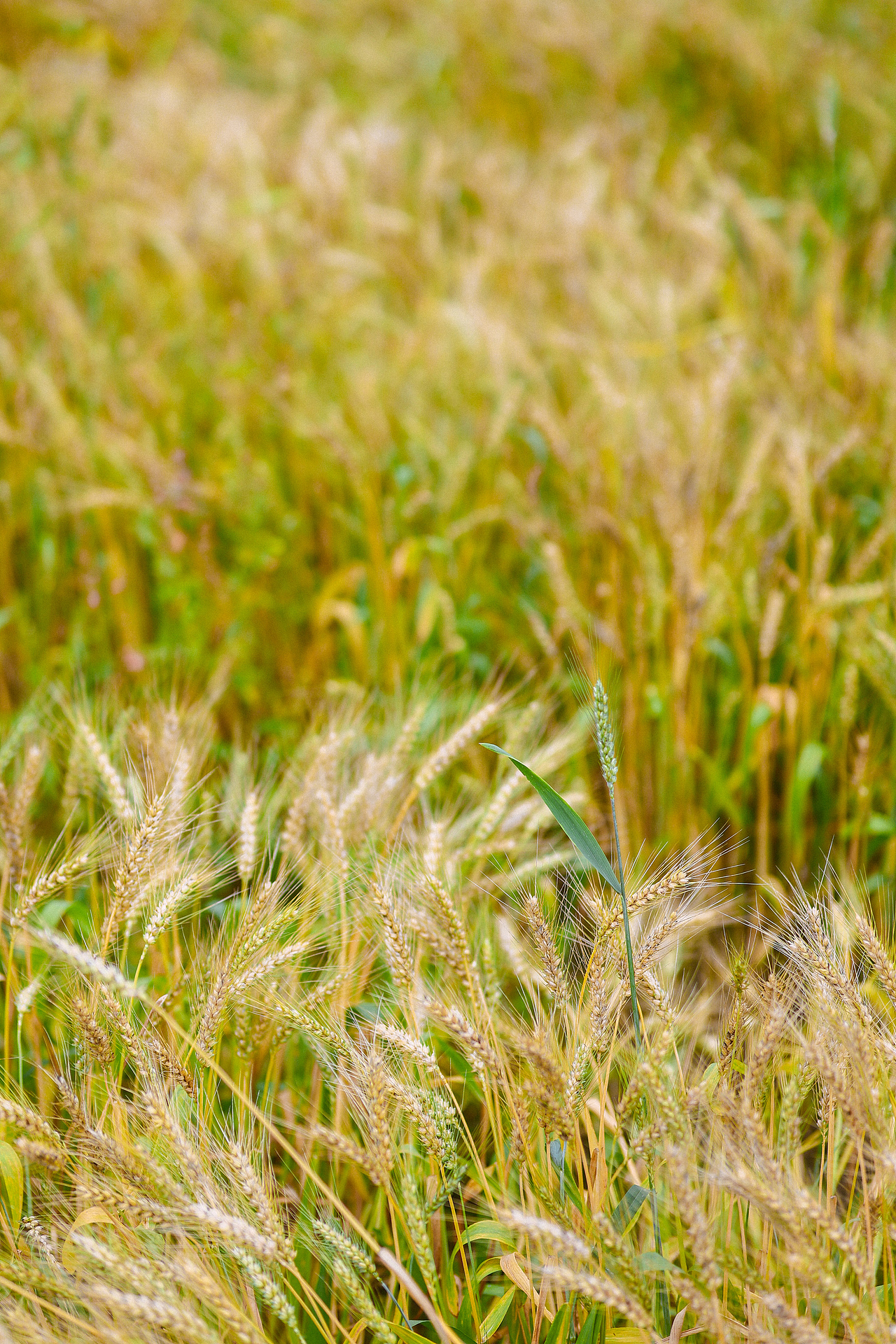 罗洞工匠小镇-金色稻田（上）