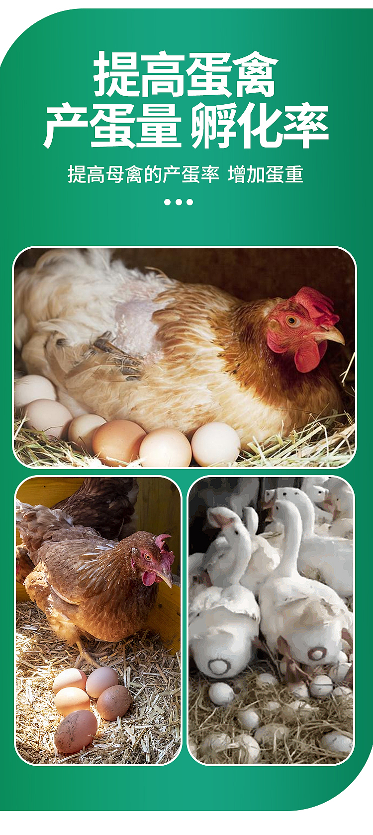 详情页 电商设计 畜禽水产养殖 饲料添加剂